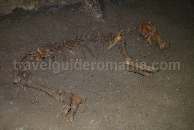 Ursus spelaeus bones in Comarnic cave