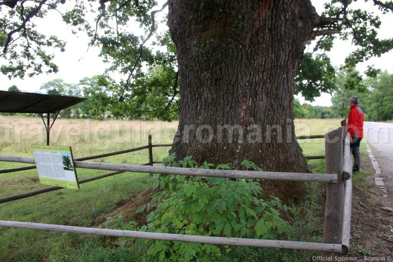 Old trees in Roamnia - Remetea village