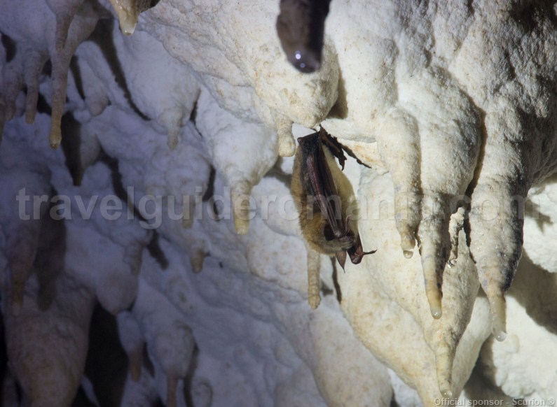 bats-in-caves-romania