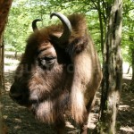 Hateg bisons reservation – Hategului country
