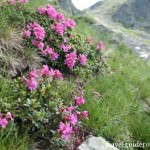 Rhododendron flower in Fagaras mountains – protected plants