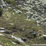 marmots in Retezat mountains
