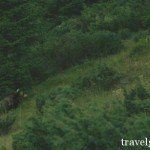 Fauna of Apuseni Nature Park – bear