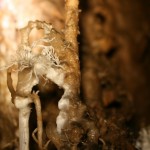 Micula Cave – scientific reservation