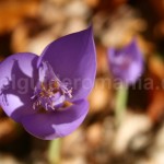Flora of Padurea Craiului mountains