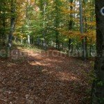 The path leading to Lazurilor gorge viewpoint