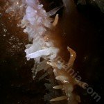 Touristic caving in  Crystal cave