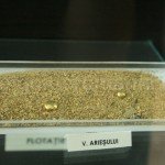 Gold from Ariesului Valley – Apuseni Mountains