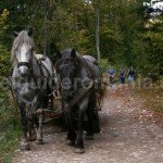 Rural lifestyle in Apuseni Mountains