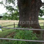 Old trees in Roamnia – Remetea village