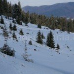 Trekking in Romania – Vladeasa Mountains