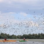 discover-danube-delta-special-places-to-see-in-romania