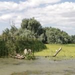 trips-in-the-danube-delta-romania