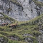 Carpathian nature tours in Romania – trekking tours