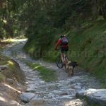romanian-biking-forest