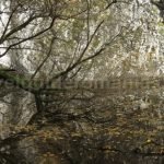 Taul fara fund Lake in Crisul Repede Gorge
