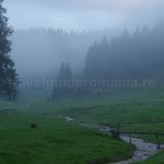 glavoi glade Padis Apuseni mountains