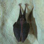 bat caves Padurea Craiului Apuseni
