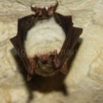 bat caves Padurea Craiului Apuseni