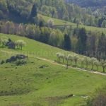 biking Ponoara Padurea Craiului Apuseni