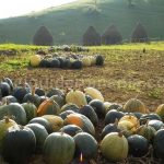 hay stacks pumpkins Padurea Craiului Apuseni
