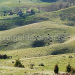 sinkholes farcu Padurea Craiului Apuseni