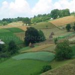 traditional agriculture runcuri rosia   Padurea Craiului Apuseni