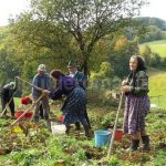 traditional working damis  Padurea Craiului Apuseni