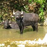videi valley Padurea Craiului Apuseni
