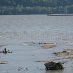 Danube Gorges The Natural Park Portile de Fier birds