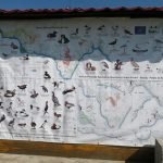 Danube Gorges The Natural Park Portile de Fier birds migration