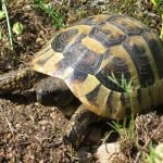 Danube Gorges The Natural Park Portile de Fier trescovat route hermann’s tortoise