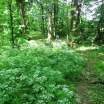 Danube Gorges The Natural Park Portile de Fier trescovat route wood