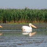 Danube Delta Nature Reserve pelicans