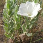 rezervatia biosferei delta dunarii volbura de nisip