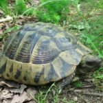 natural park portile de fier the iron gates danube the hermann’s turtle