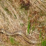 The Domogled – Valea Cernei National Park