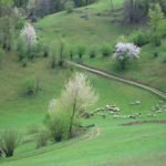 mountain biking Ponoara Padurea Craiului