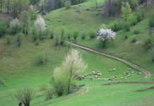 Mountain biking through the village of Ponoara – Padurea Craiului mountain biking Ponoara Padurea Craiului
