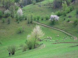 Mountain biking through the village of Ponoara – Padurea Craiului mountain biking Ponoara Padurea Craiului