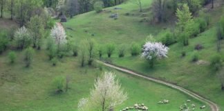 Mountain biking through the village of Ponoara – Padurea Craiului mountain biking Ponoara Padurea Craiului