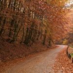 mountain biking Ponoara Bratcutei Valley Padurea Craiului