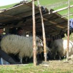 Ecoturism Destination – Tara Dornelor suhard sheepfold