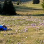 Tara Motilor Apuseni crocus