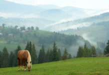 Țara Moţilor (The Land of the ʺMoţiʺ) – the heart of the Apuseni Mountains Tara Motilor Apuseni