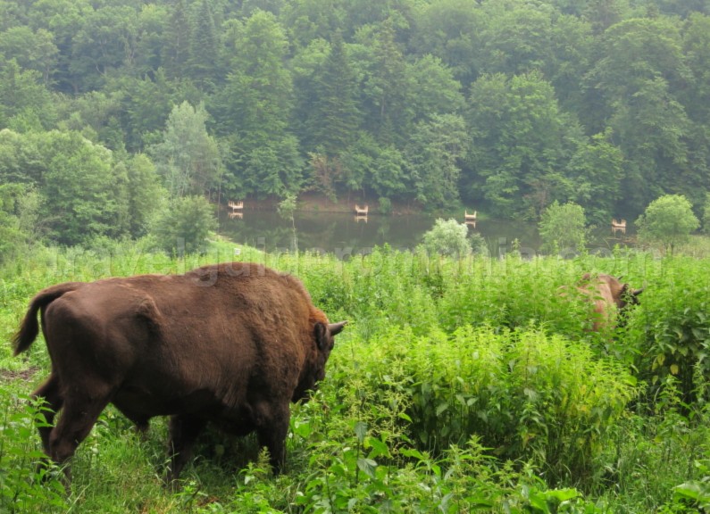 The Bison Land Natural Park Vanatori Neamt Travel Guide Romania