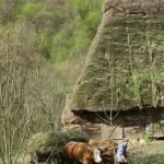 trascau-oxen-hayroof